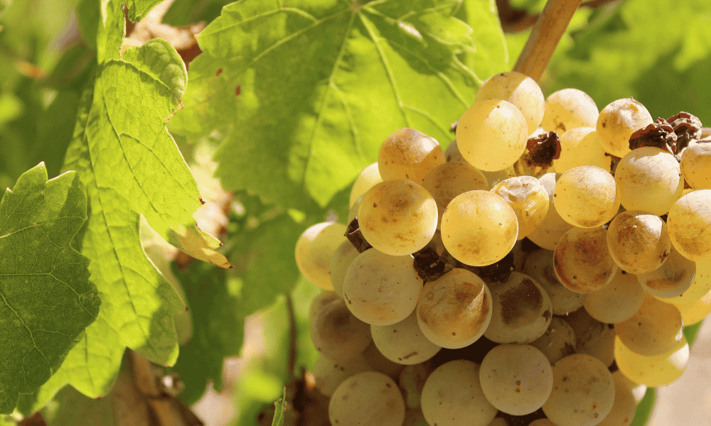 Tastings durch Europa