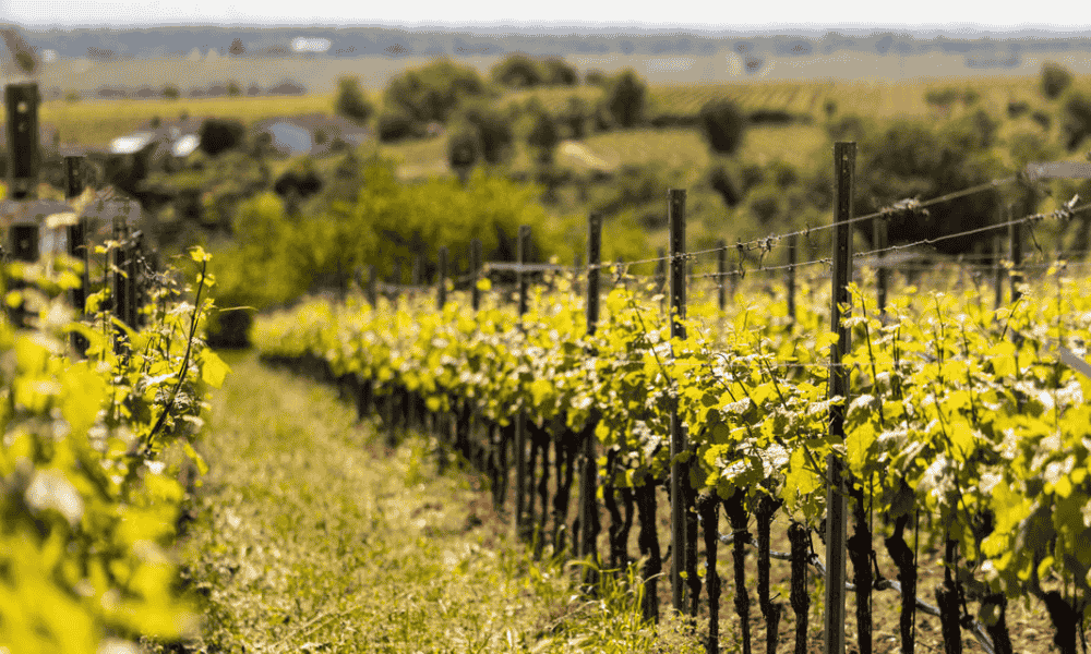 Tastings durch Europa