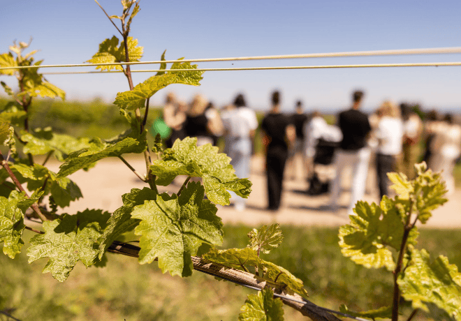 Die jungen Wilden | Home Tasting NEU